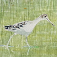 Neill William Greenshank