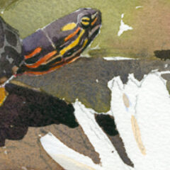 Painted Turtle Stony Brook at 72 dpi