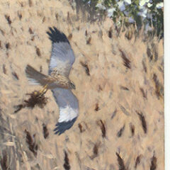 Marsh Harrier Seasons