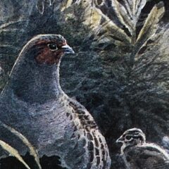Peter Partington Partridges