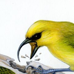 Philip Burton Hawaian Honeycreeper copy