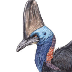 Raedt Jorise Cassowary
