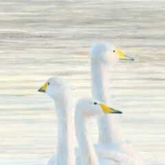 Whooper Swans