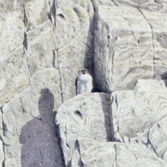 Stock Andrew Butter Hole peregrine