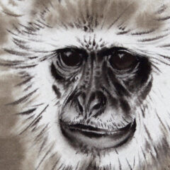 Thompson Ralph langur watercolour
