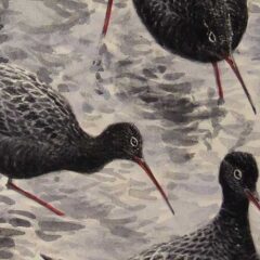 Warren Michael Spotted Redshanks 7