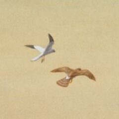 Hen Harriers, Dumfries and Galloway