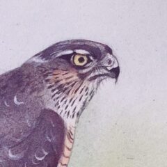 Wilson Maurice Sparrowhawk