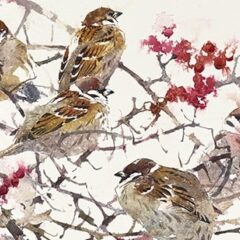 Woodhead Darren Tree Sparrows in Autumn hedgerow 6