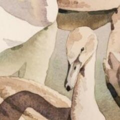 Noel cusa mute swans