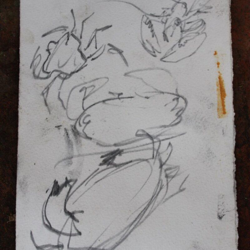   Harriet Mead, lobster and crab underwater sketch