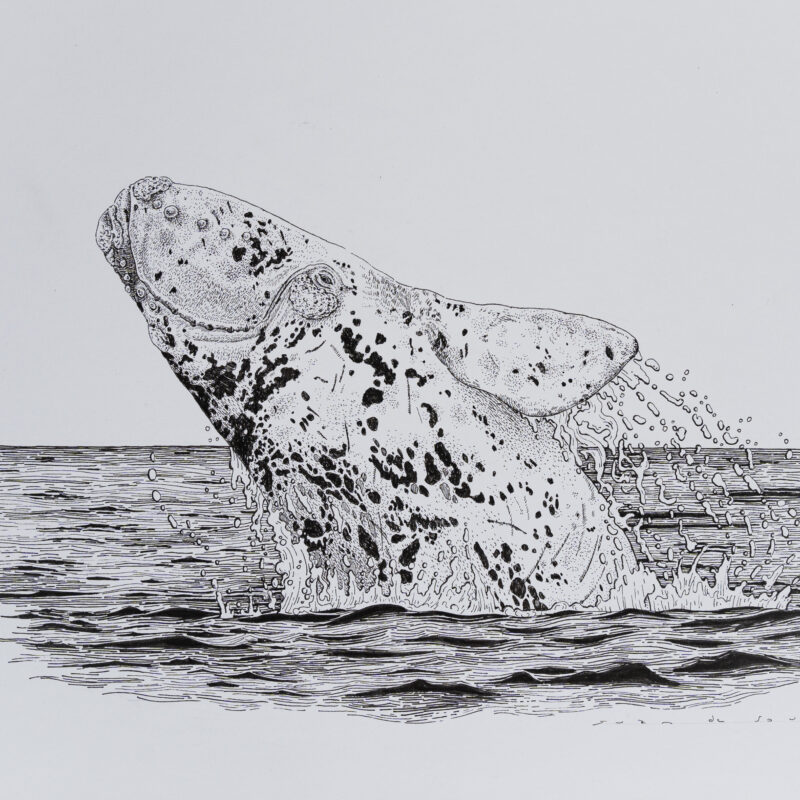   Eubalaena australis  © Juan de Souza