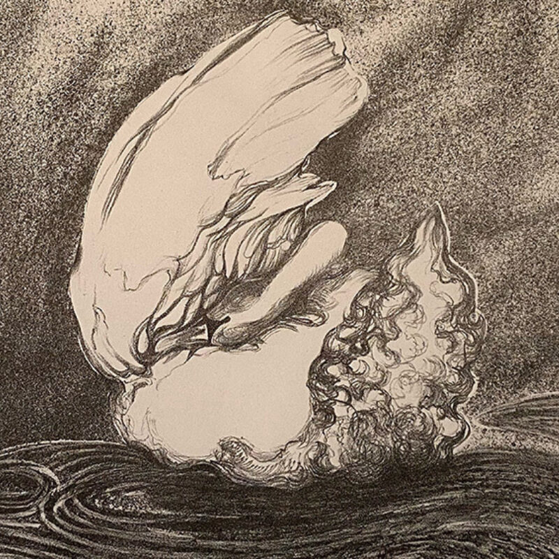   Georgina Coburn, Grooming Mute Swan; experiment with crayon spray tusche and Gum Arabic masking, Stone Lithograph 30 x 45cm