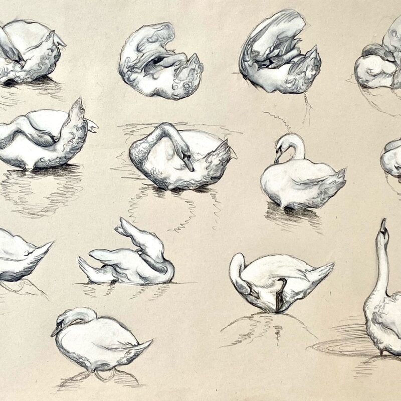   Georgina Coburn, Grooming Swans Study; Conte pencil, 29 x 41cm