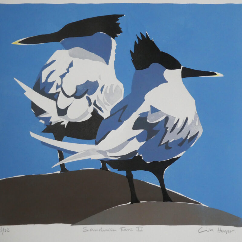   Sandwich Terns II by Lisa Hooper
