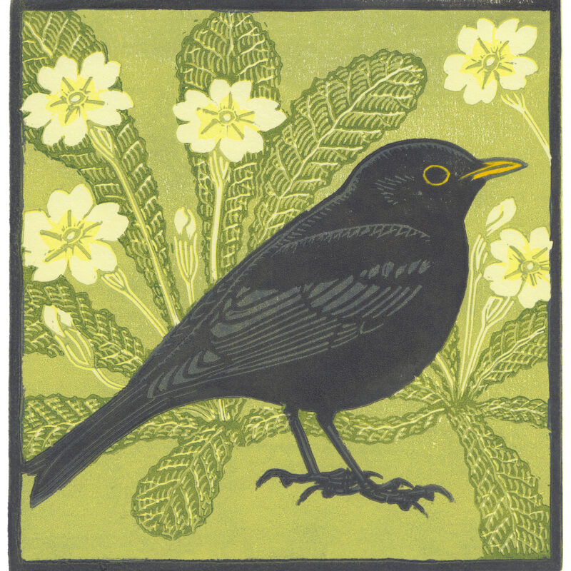   Blackbird and Primroses by Richard Jarvis
