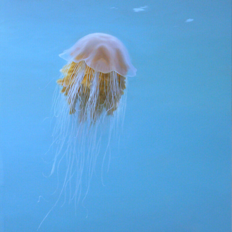   Lion's mane Jellyfish, Chris Rose