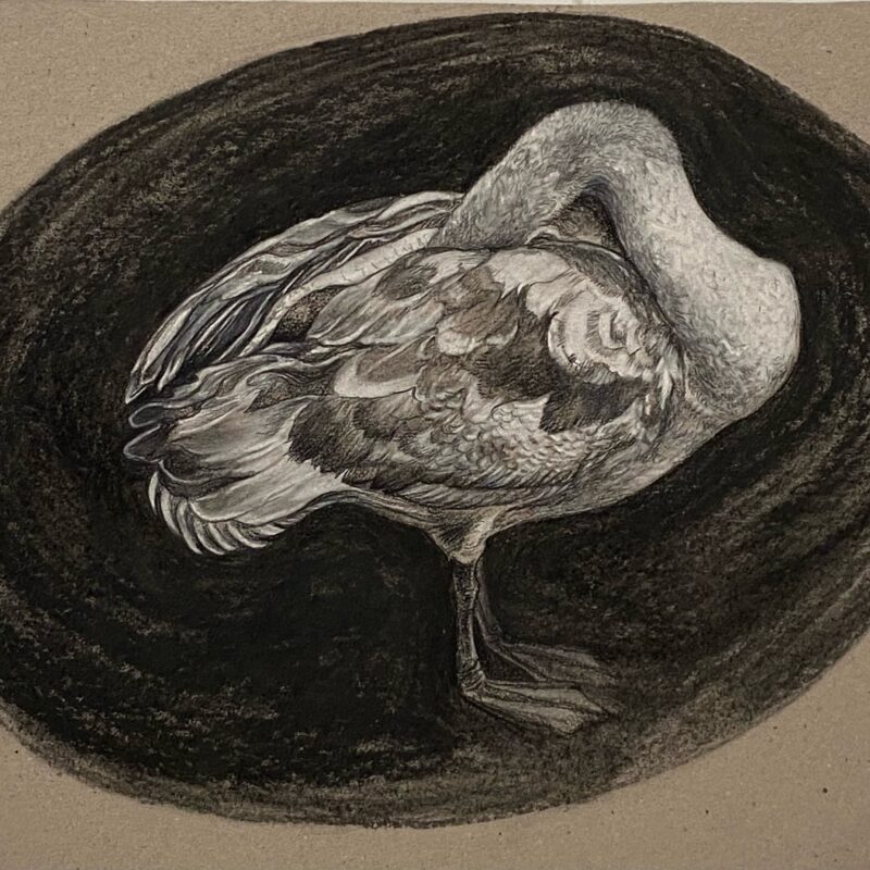  Georgina Coburn, Mute Swan Cygnet, conté crayon on cardboard, 28.5 x 41cm