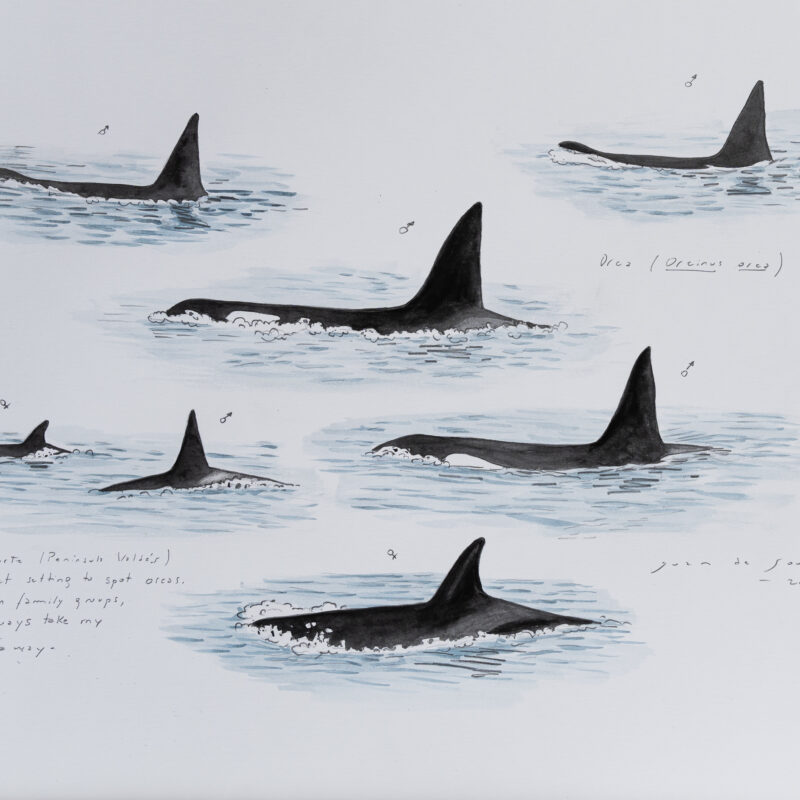   Orcinus orca  © Juan de Souza