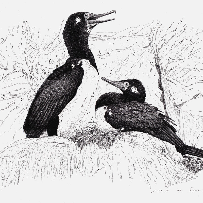   Phalacrocorax magellanicus  © Juan de Souza