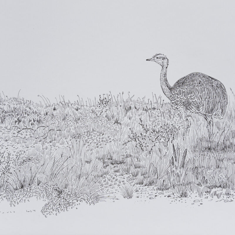   Rhea pennata  © Juan de Souza
