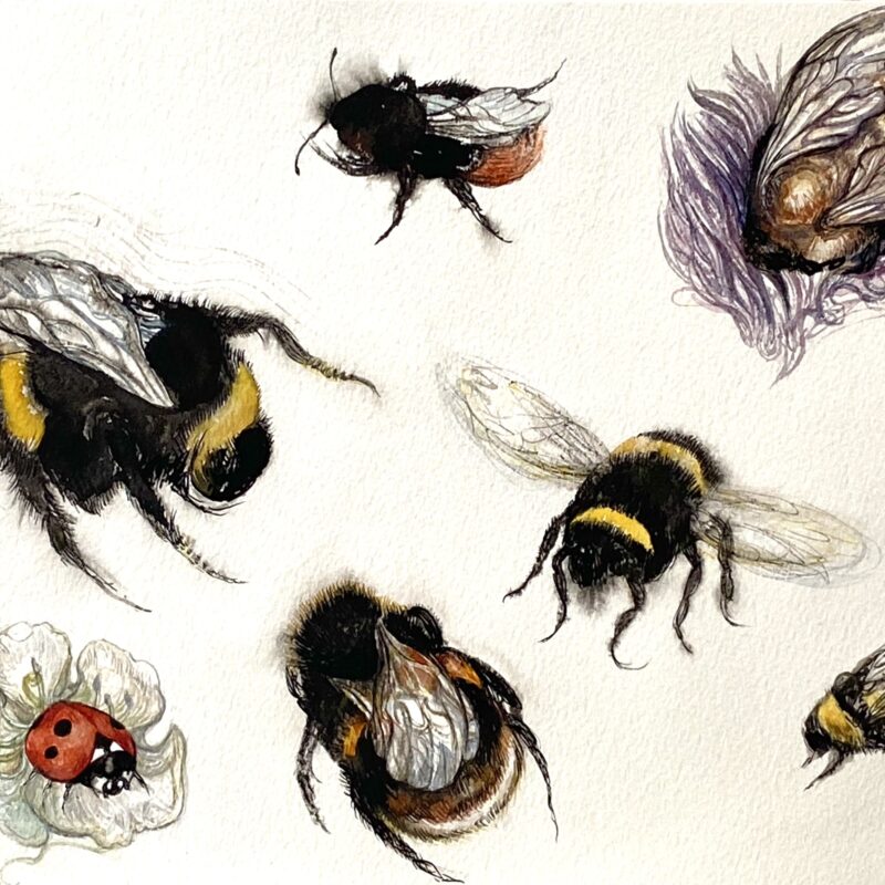   Georgina Coburn, Solitary Bees, Watercolour