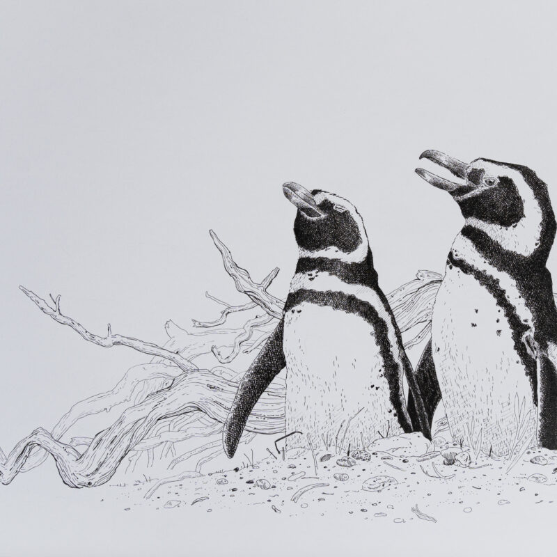   Spheniscus magellanicus  © Juan de Souza