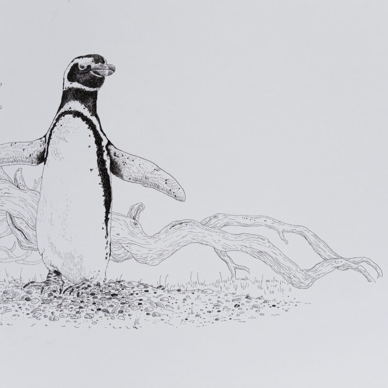   Spheniscus magellanicus  © Juan de Souza