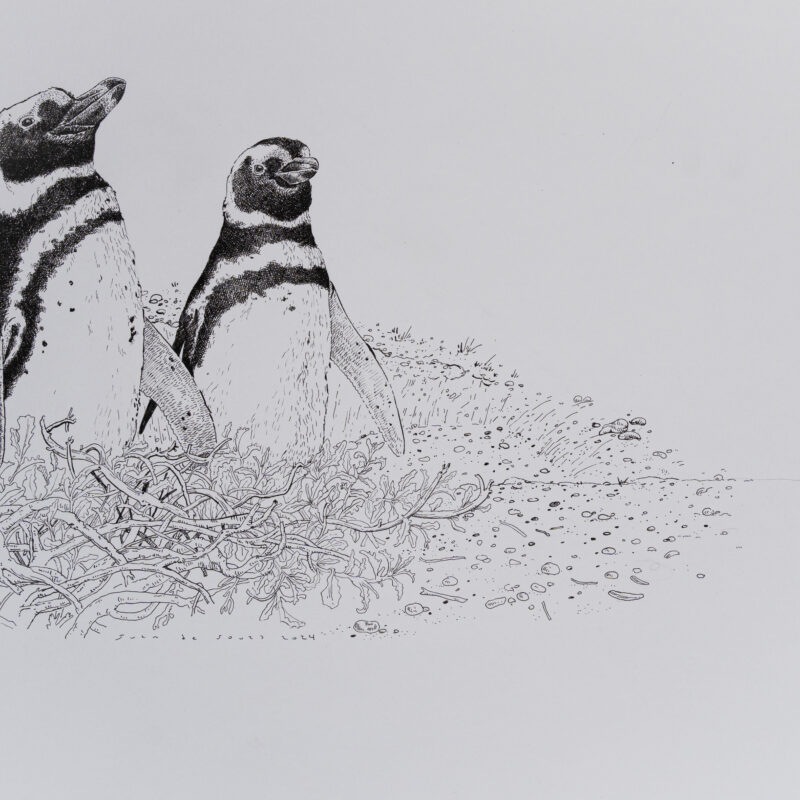   Spheniscus magellanicus  © JUan de Souza