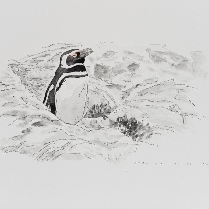   Spheniscus magellanicus  © Juan de Souza