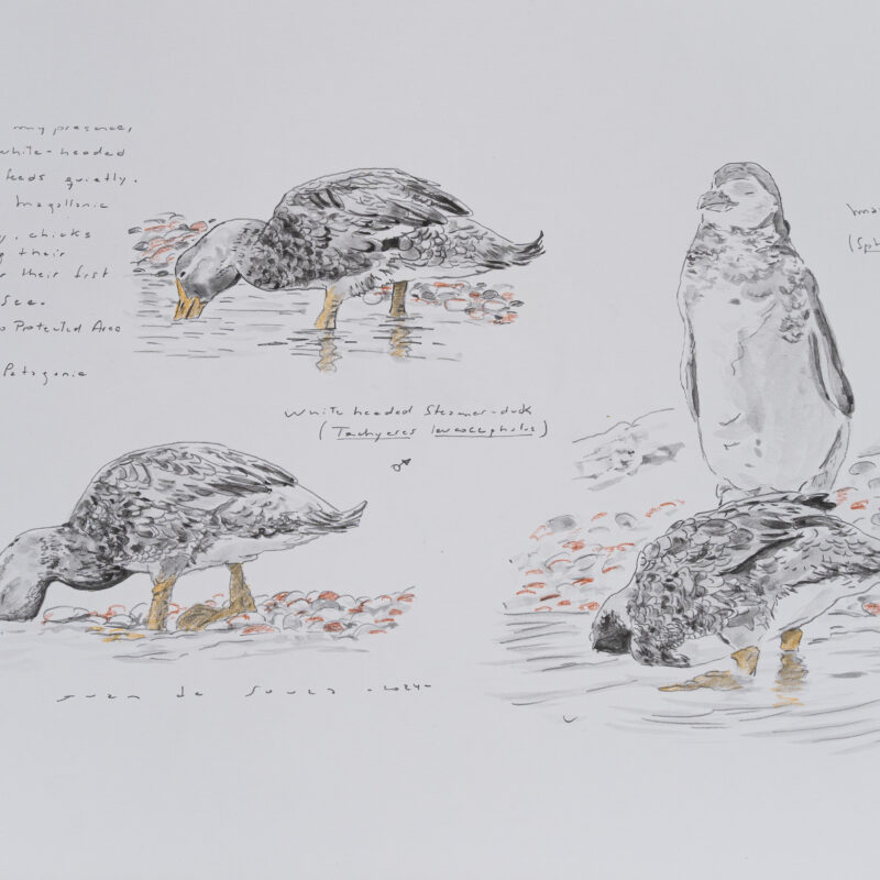  Tachyeres leucocephalus  © Juan de Souza