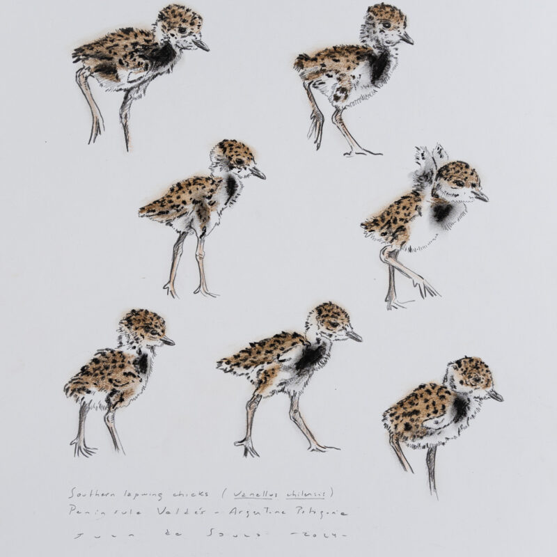   Vanellus chilensis  © Juan de Souza