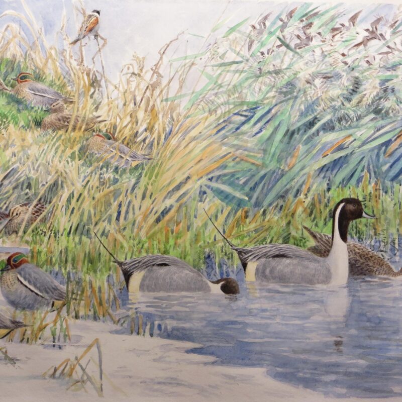   Pintail, Teal, Snipe, Reed Bunting by Michael Warren