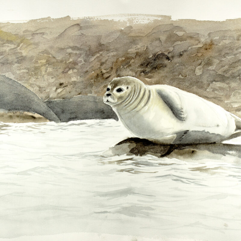   Adrein Brun, Harbour Seal, Watercolour