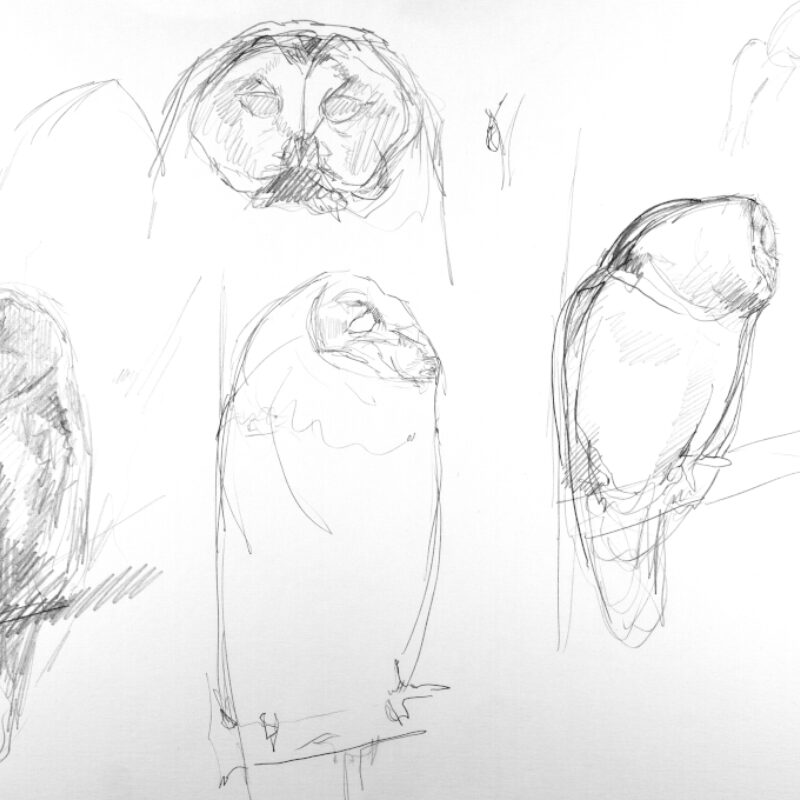   Adrien Brun, Tawny Owl Studies