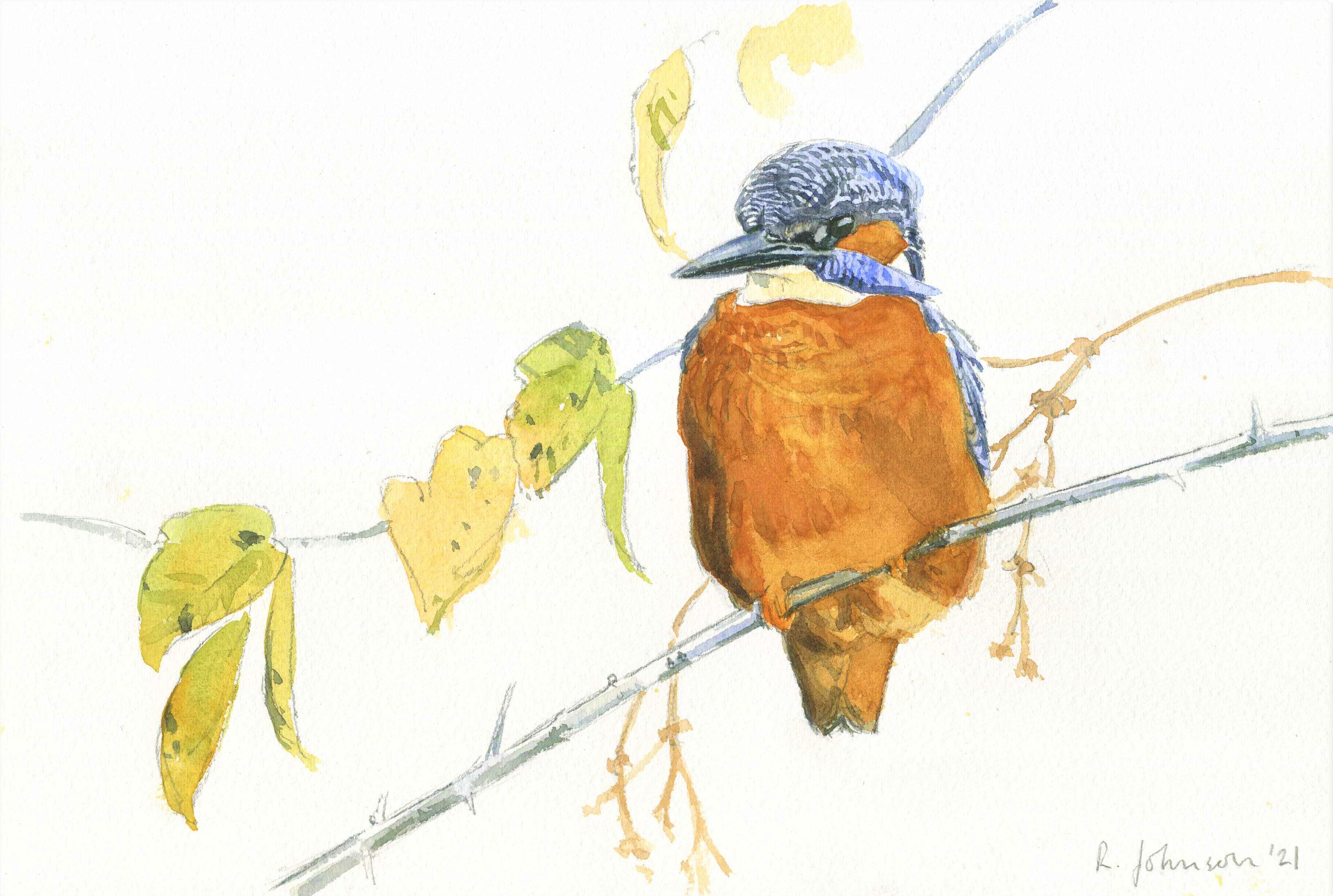 <p>Kingfisher by Richard Johnson</p>