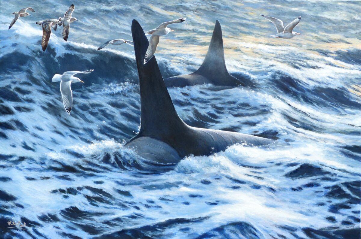 Artwork image titled: Herring Hunters and Herring Gulls