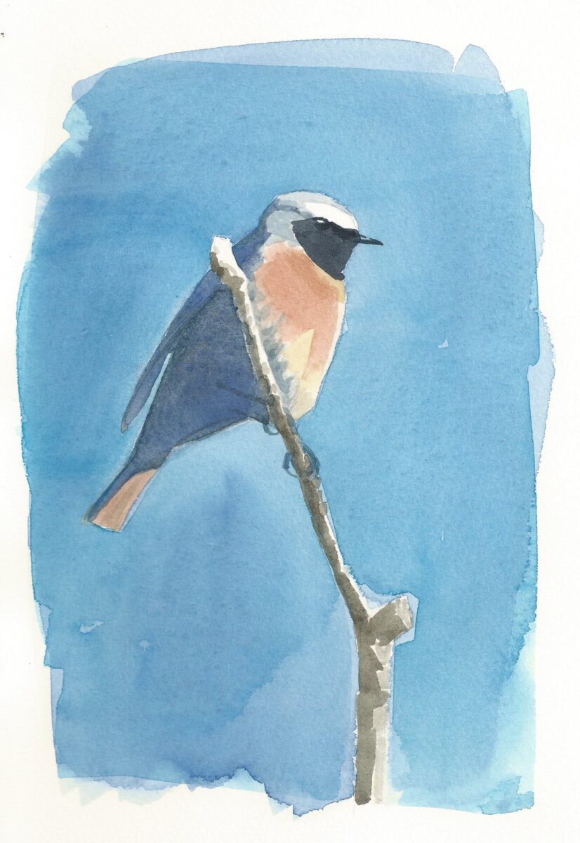 Artwork image titled: Redstart I