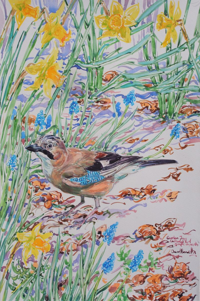 Artwork image titled: Jay, daffodils and grape hyacinth