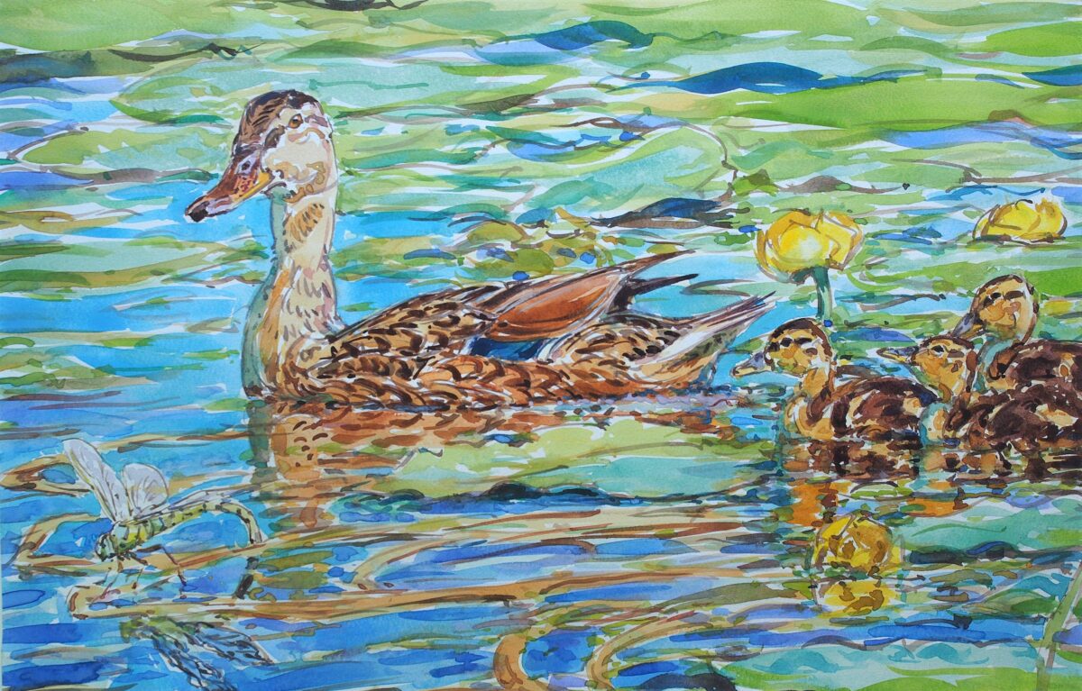 Artwork image titled: Mallard Family and Emperor Dragonfly