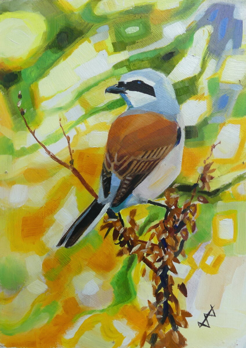 Artwork image titled: Red-backed shrike