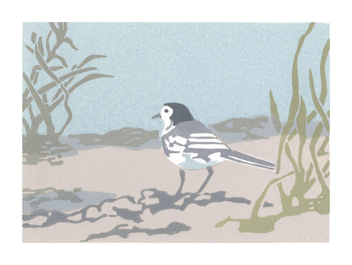 Artwork image titled: Pied Wagtail