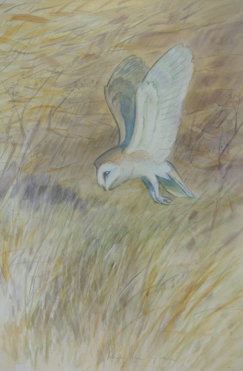 Artwork image titled: Barn Owl Over Reeds