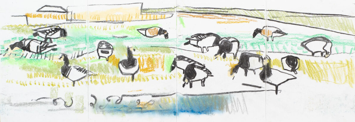 Artwork image titled: Barnacle Geese and Brent Geese on Mandø