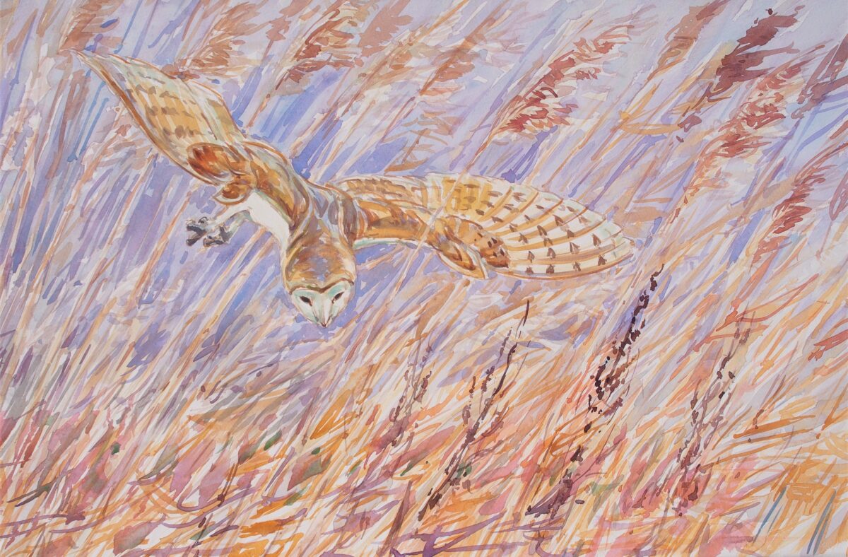 Artwork image titled: Barn owl hunting