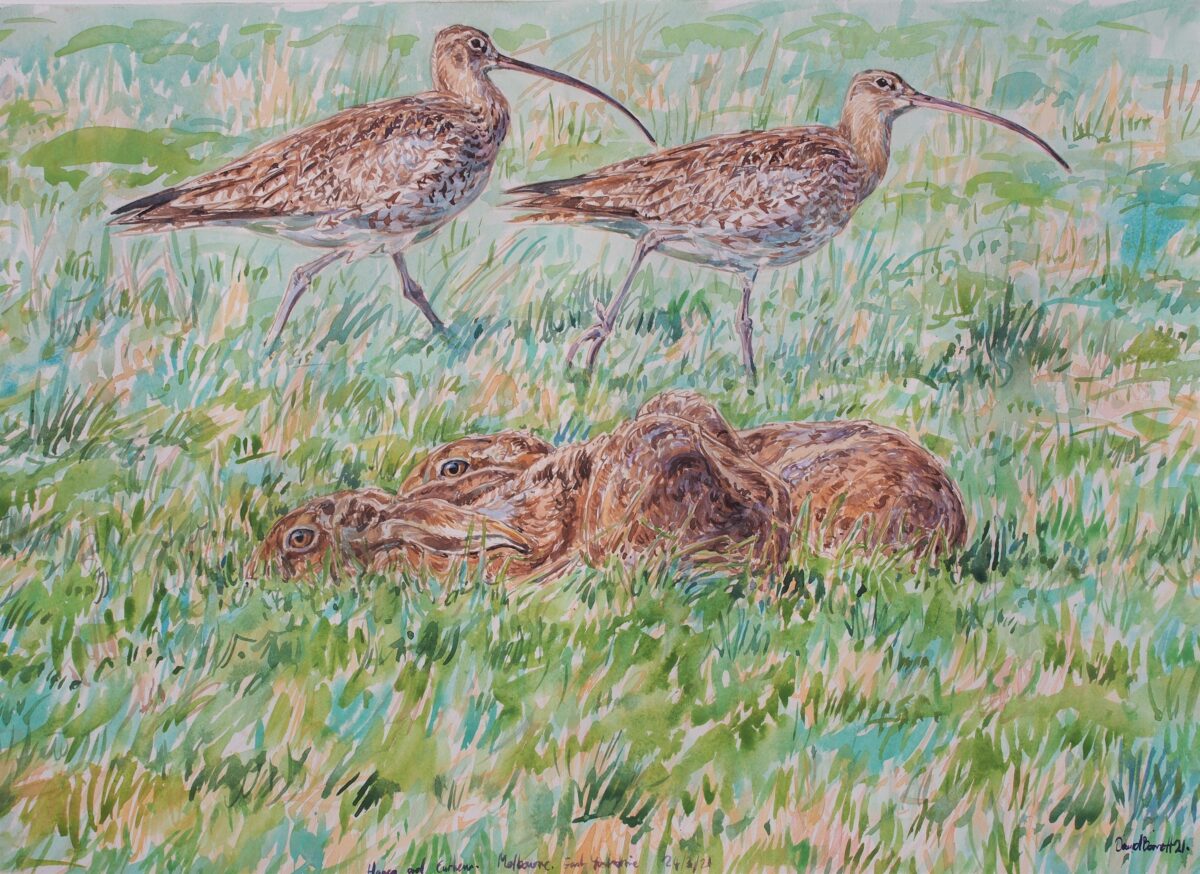 Artwork image titled: Curlews and crouching hares