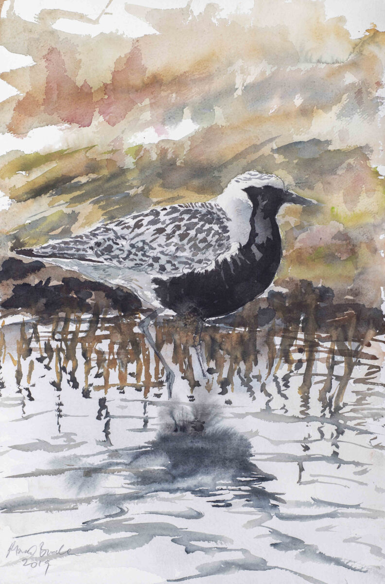 Artwork image titled: Grey Plover