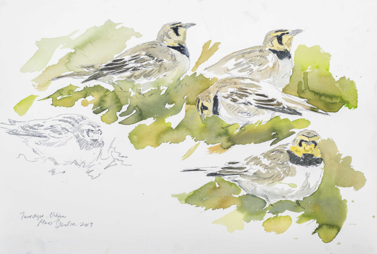 Artwork image titled: Shorelarks