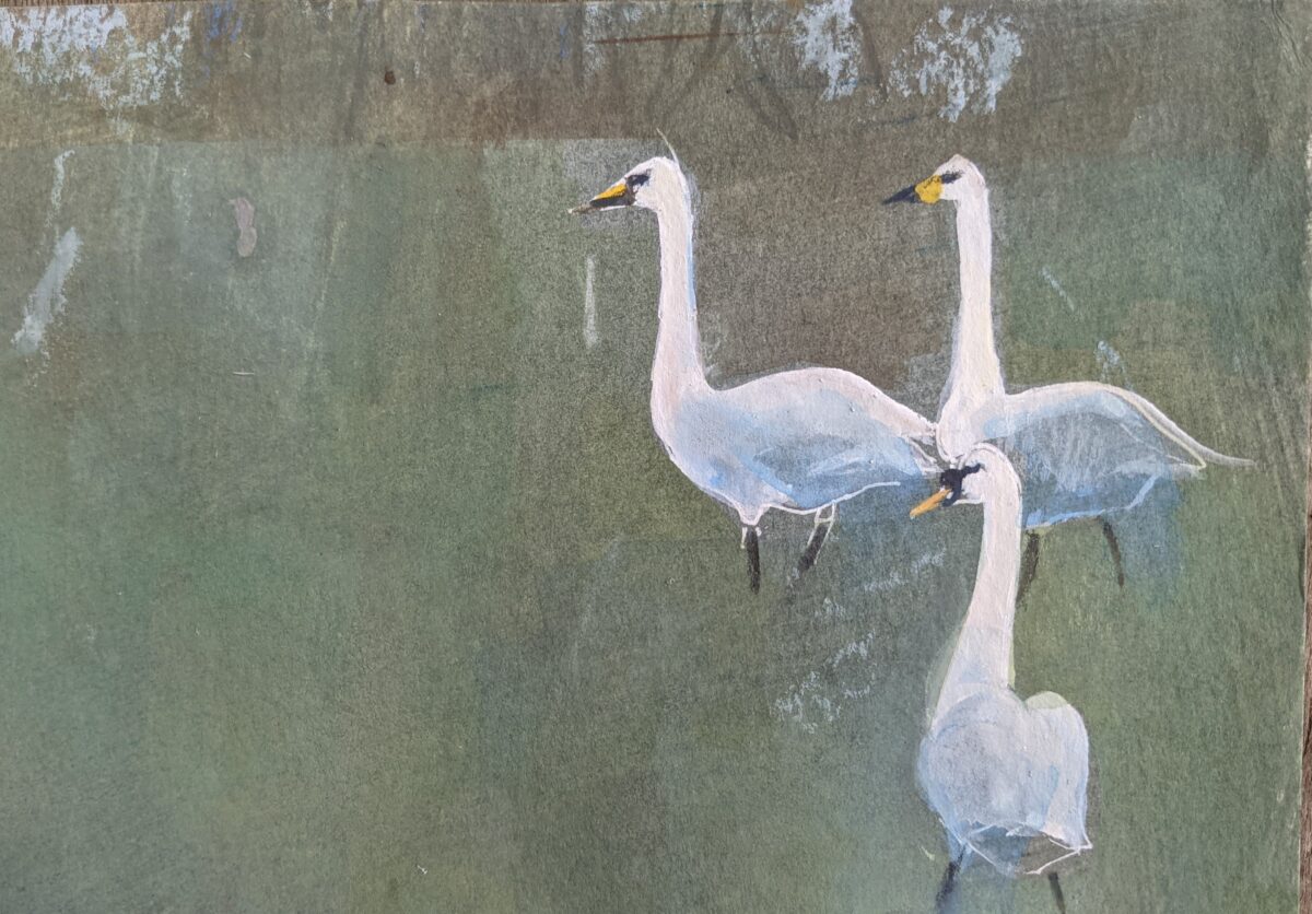 Artwork image titled: Whooper and Mute Swans, Levens Moss