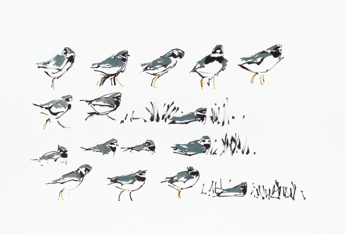 Artwork image titled: Common Ringed Plover studies